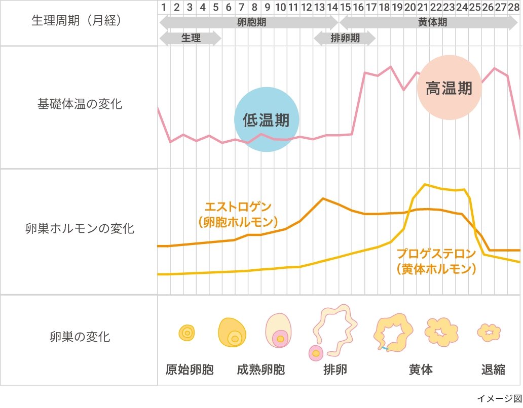 【図2】　女性ホルモンとからだの変化