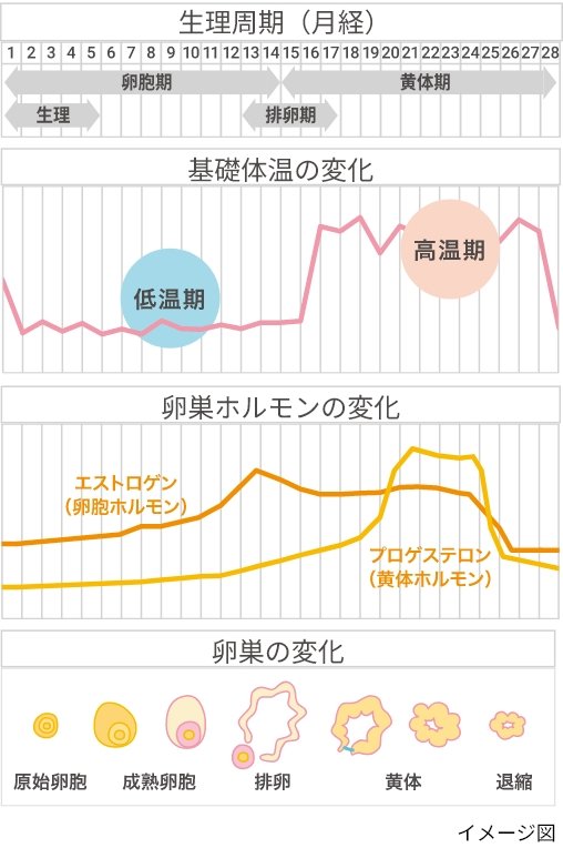 【図2】　女性ホルモンとからだの変化