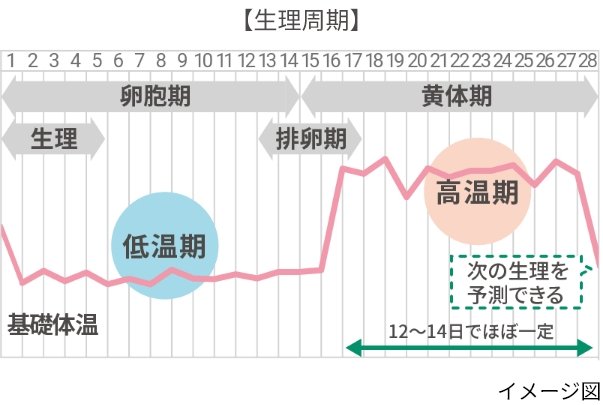 【生理周期】