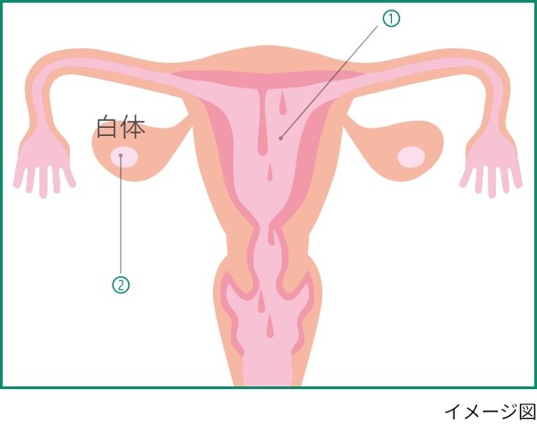 【月経(生理)】